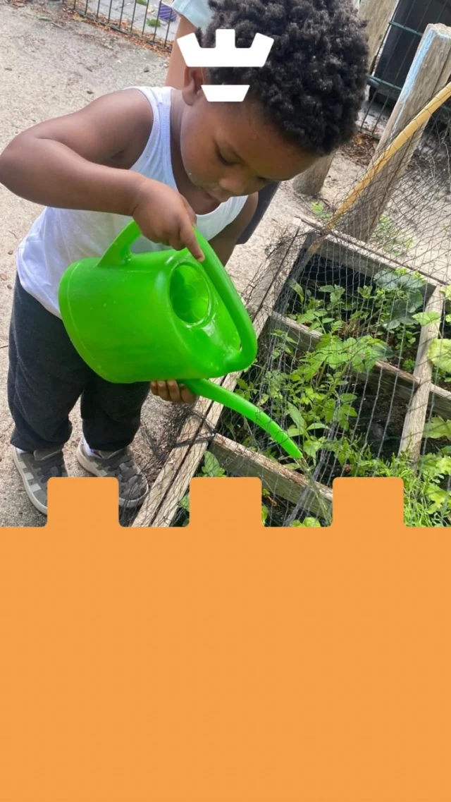 Bij Arkplein groeit iets moois… letterlijk! 🌱

Samen met de kinderen van Arkplein geven we de moestuin weer liefde: wieden, water geven en nieuwe zaadjes planten. Zo leren ze spelenderwijs over groei, zorg en geduld. 

Met hun handen in de aarde en neuzen in de zon ☀️

#moestuinpleziervooriedereen #arkpleinbuiten #kleinegroenevingers #zorgenvoorplanten #buitenzijnisleren #groeikracht #kleinalkmaar