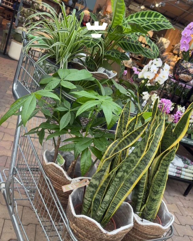 De nieuwe stijlgids van Klein Alkmaar is gelanceerd! In deze gids hebben we vastgelegd hoe we onze vestigingen inrichten.

Om dit meteen tot leven te brengen, kregen alle groepen een Intratuin-cadeaubon. Zo kon elke vestiging op hun eigen manier invulling geven aan een groenere inrichting 🌿

De collega’s van de Judith Leysterstraat trapten af en gingen samen planten uitzoeken voor hun groepen.

Het resultaat? Meer groen, meer sfeer en nóg fijnere ruimtes voor de kinderen om in te spelen en te ontdekken 💚