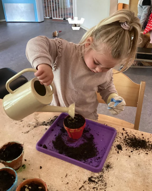 Groene vingers bij de peuters van vestiging Muiderwaard 🌱

Binnen het thema 'moestuin' gingen de peuters aan de slag met het zaaien van graszaad. Grond in het potje, zaadjes erin en natuurlijk een beetje water erbij!

Nu is het wachten tot de eerste sprietjes tevoorschijn komen... Het blijft leuk om samen te ontdekken hoe iets groeit 🙌